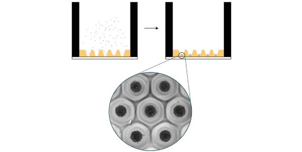 4Dcell SmartSPhero plate create homogenous spheroids