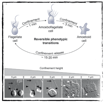 Cells undergo phenotypic transition in response to confinement height