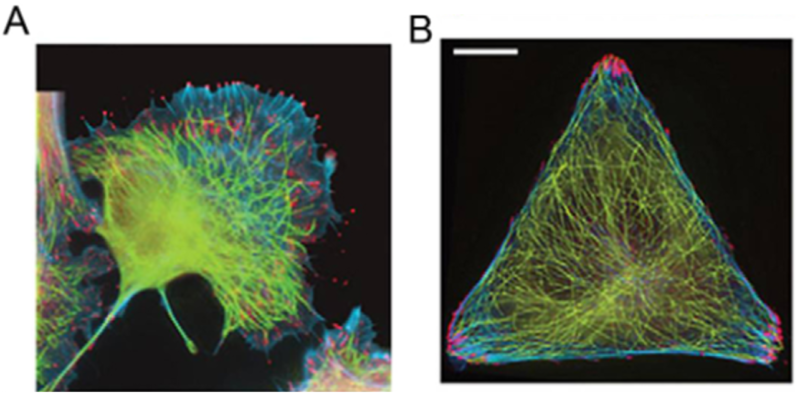 Cell geometry with micropatterns