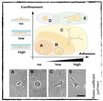 Cell migration phenotype behaviour is affected by degree of confinement height and adhesion