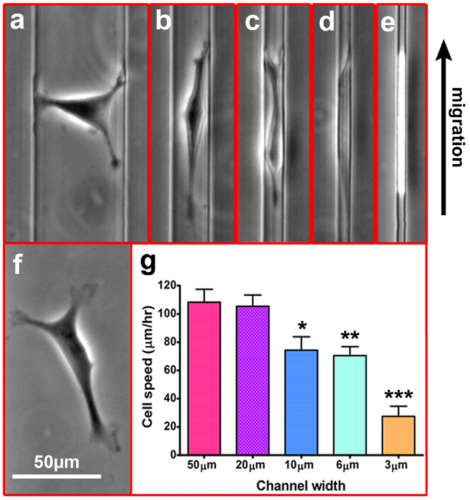 Cell morphology and cell speed is Influenced by channels width