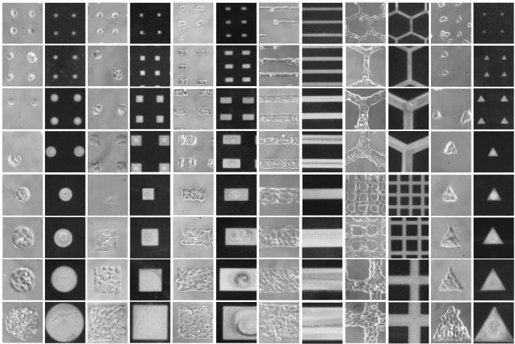 Micropatterned 96 well plates map