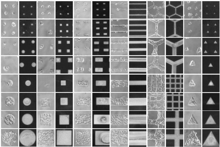 Micropatterned 96 well plates map