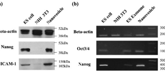 Comparaison between nanovesicles formed and exosomes