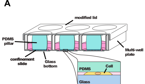 Confined cells