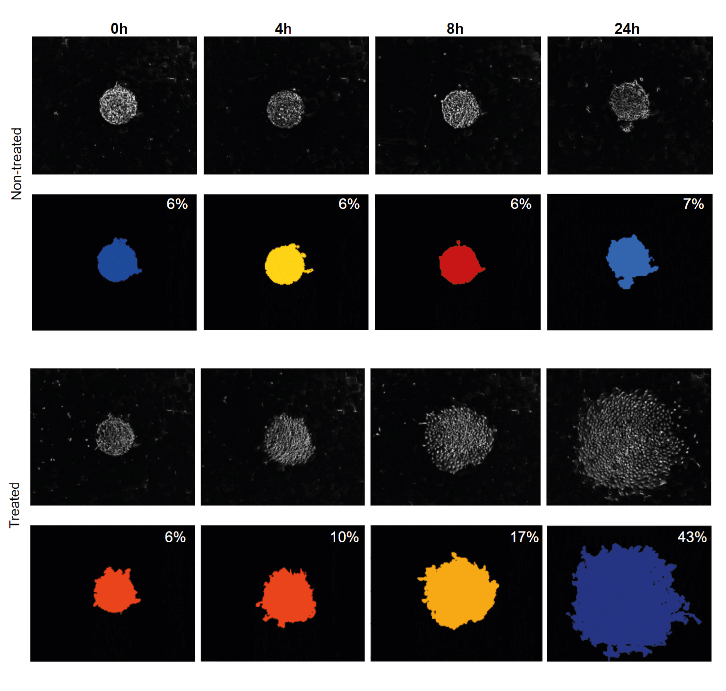 DISK area occupied by cells during migration