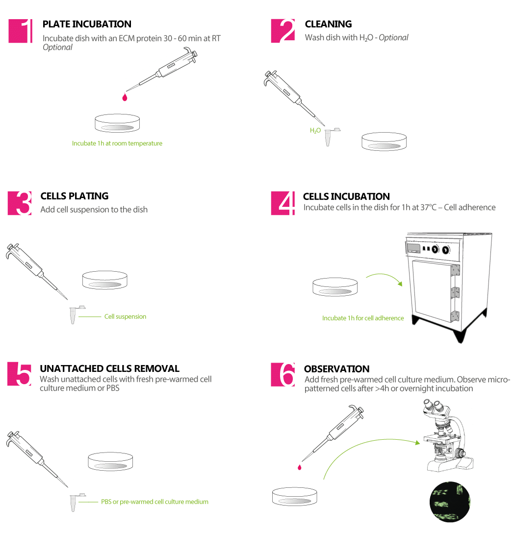 How to use micropatterned dish