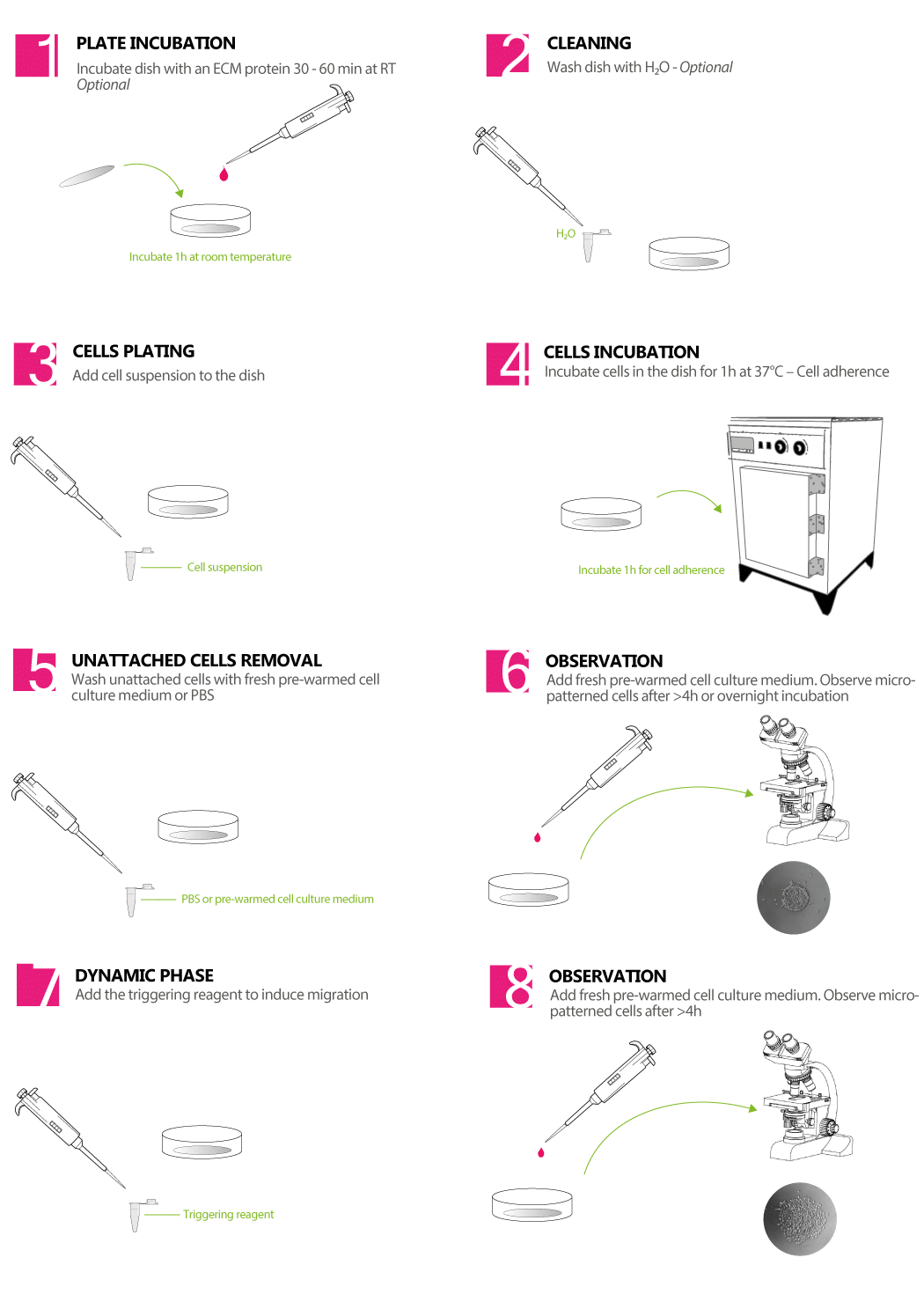 Dynamic micropatterned coverslip