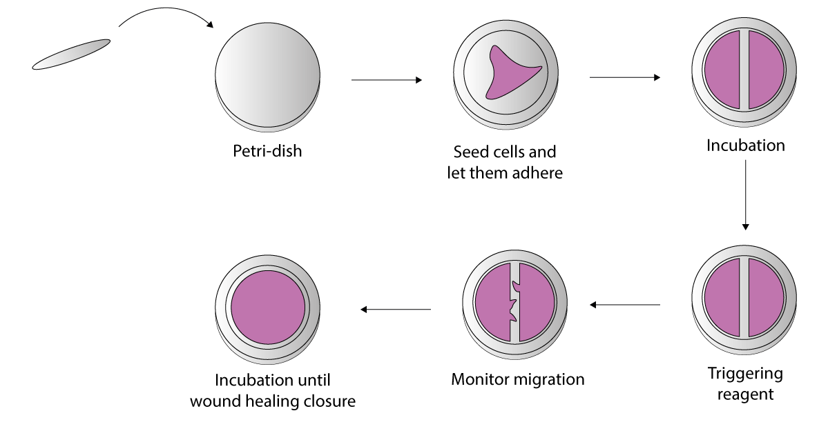 Scratch‑wound Assay. Scratch Assay. TPC Assay. Transwell Migration Assay.