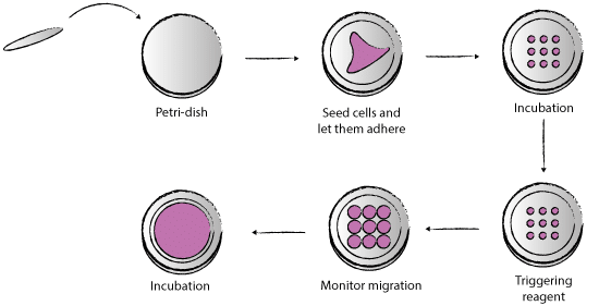 Dynamic micropatterning principle