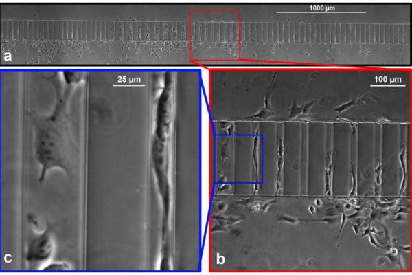 Dynamic optical range of microchannels for variable-scale analysis of cellular behavior