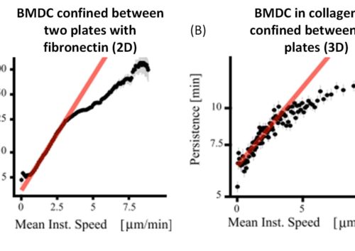 BMDC under confinement