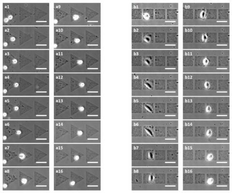 cell migration micropatterns