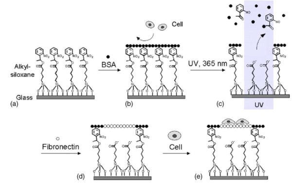 Figure4 AN