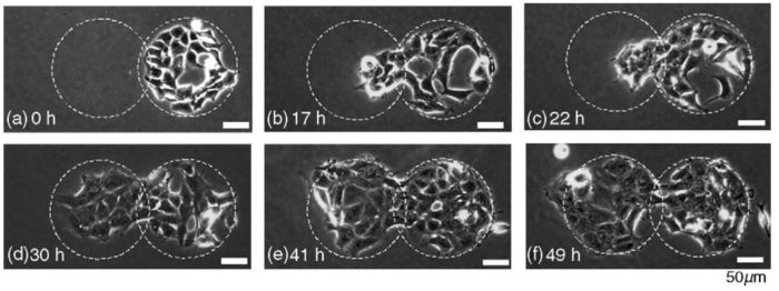 cell migration micropatterns