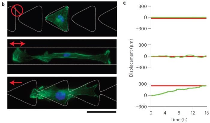 cell migration micropatterns