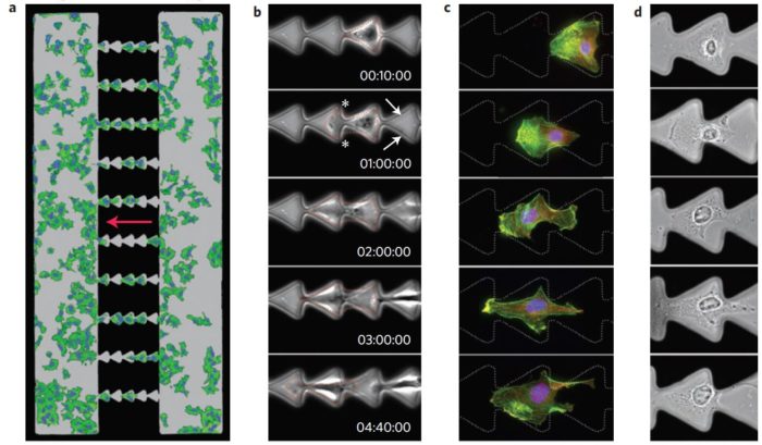 cell migration micropatterns