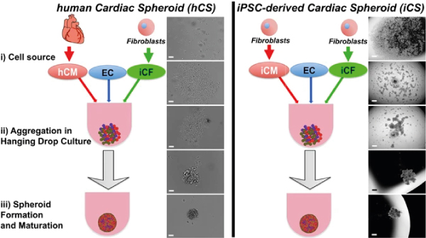 Formation of cardiac spheroids
