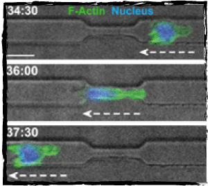 Cell nucleus deformation