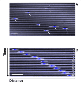 cell migration