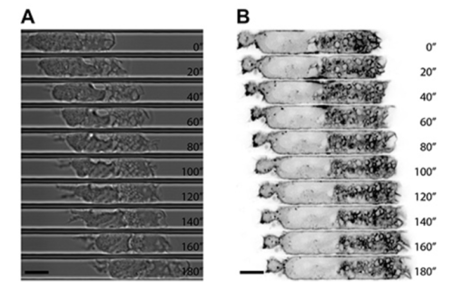 cell migration