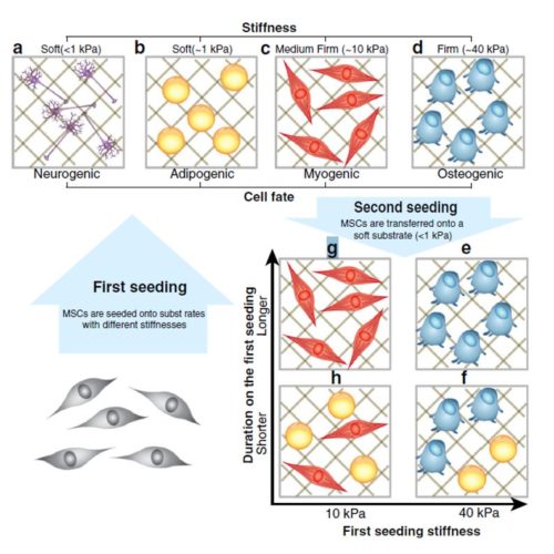 MSC differentiation depending of the stiffness