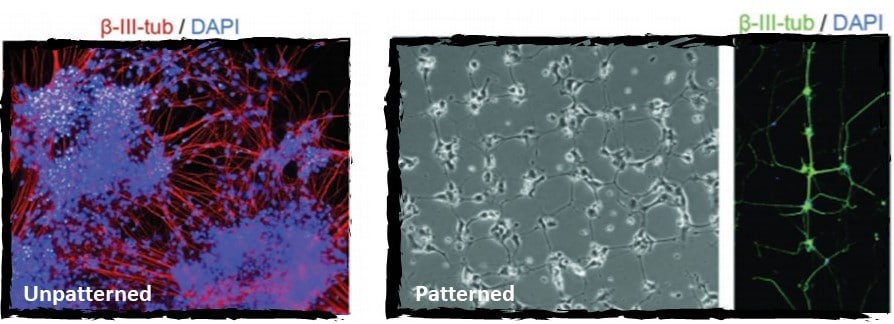 Micropatterned cells application