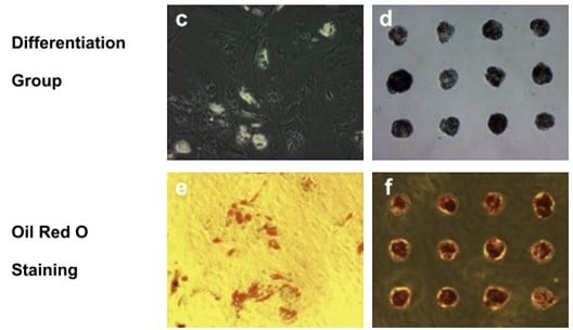 Spheroids on micropatterns