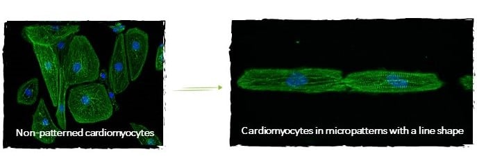 Maturated cardiomyocytes on micropatterns