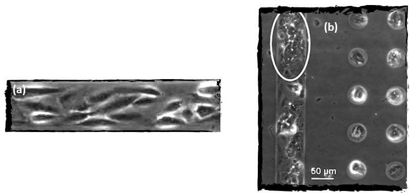 Micropatterned cells application