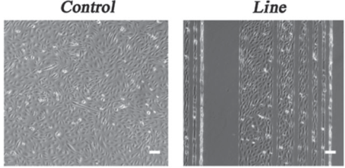 Micropatterned culture with myoblasts