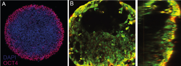 Micropatterned organoids