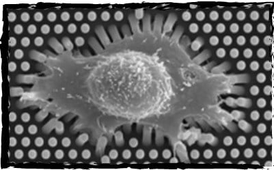 Cell on micropillars