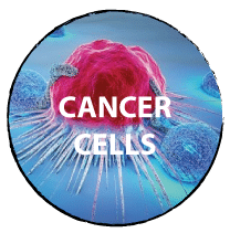 CANCER CELLS