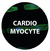 CARDIOMYOCYTES