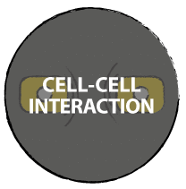 Cell-cell interaction