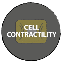 Cell contractility