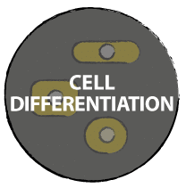 Cell differentiation