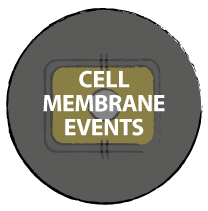 Cell membrane events