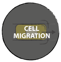 Cell migration