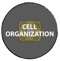 Cell organization & phenotype