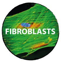 FIBROBLAST