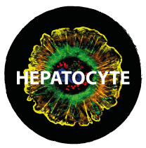 HEPATOCYTES