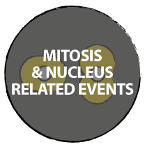 Mitosis and nucleus related events