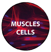 MUSCLE CELLS