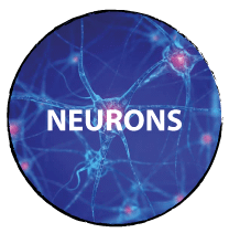 NEURONS