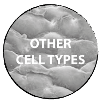 ENDOTHELIAL CELLS