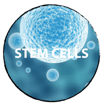 STEM CELLS