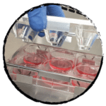 Cell confinement 6 wells