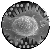 Micropillars